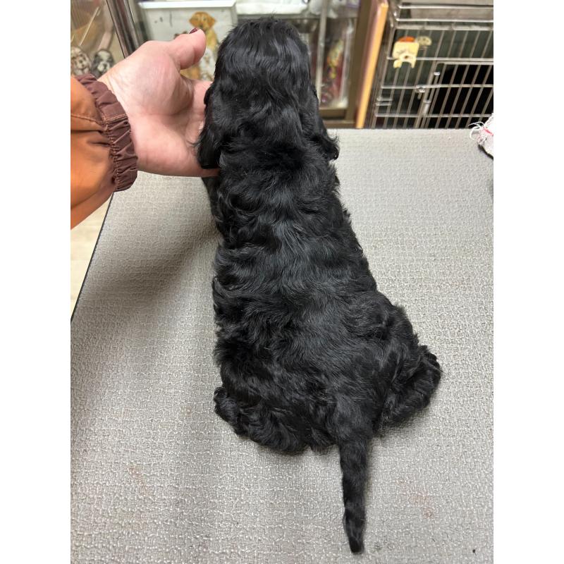 販売中の鹿児島県のアメリカンコッカースパニエル-435649の2枚目