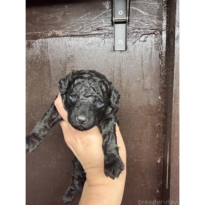 販売中の兵庫県のトイプードル-435650の5枚目