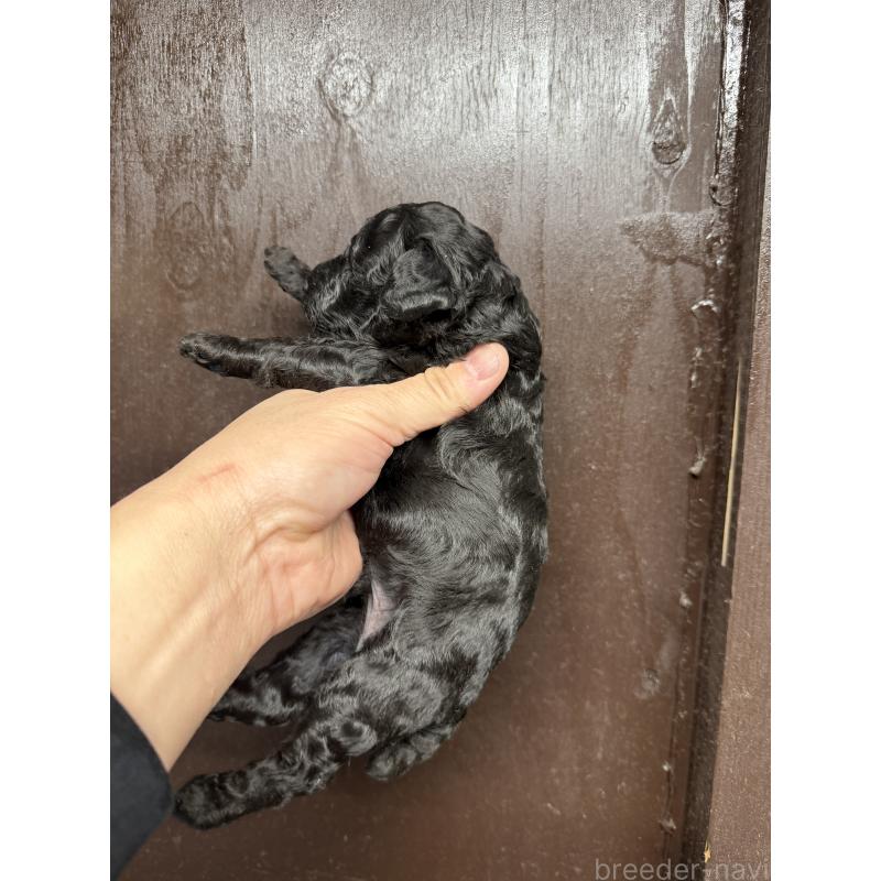 販売中の兵庫県のトイプードル-435650の4枚目