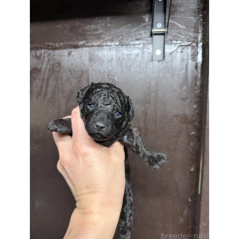 販売中の兵庫県のトイプードル-435650の3枚目