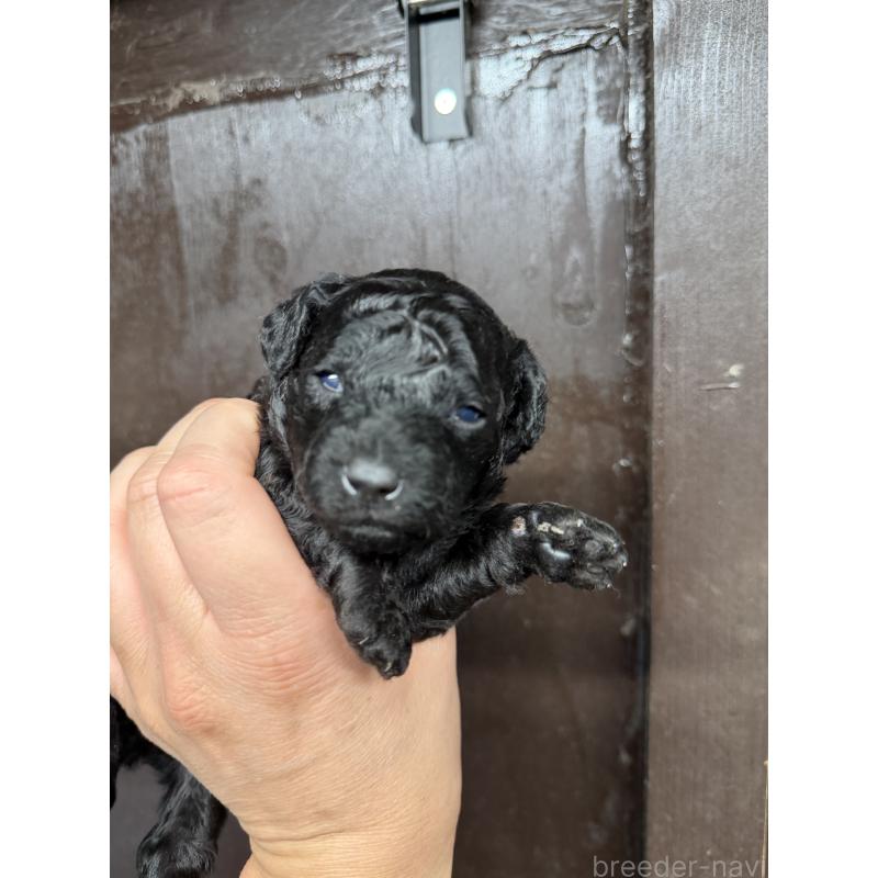 販売中の兵庫県のトイプードル-435650の2枚目