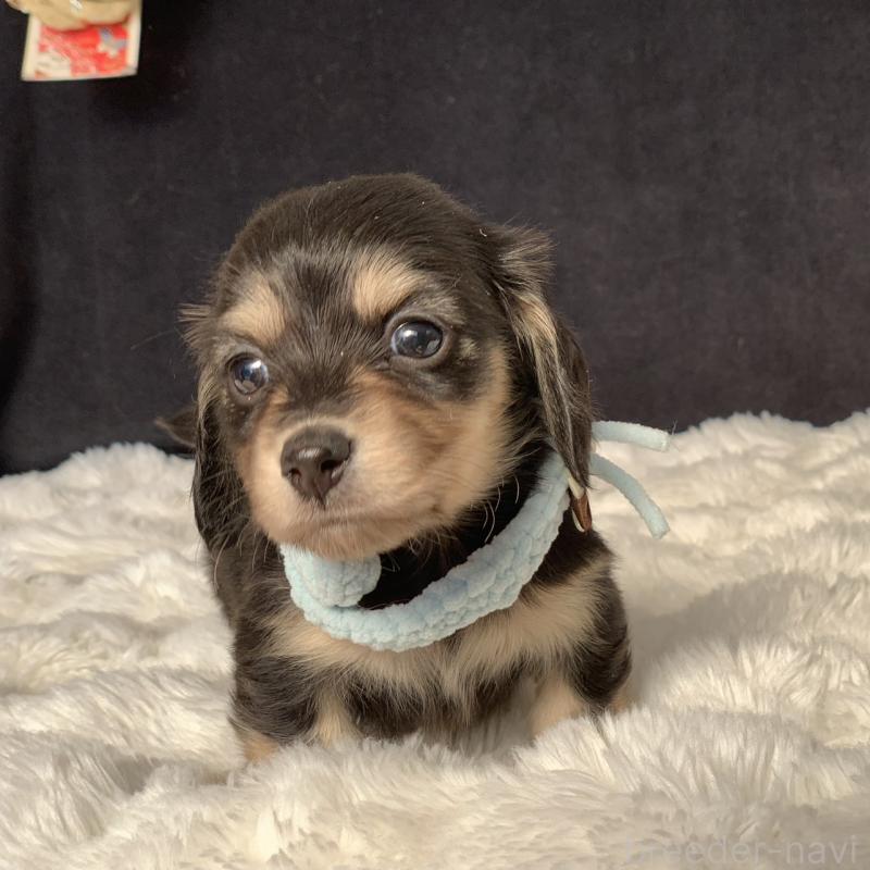 販売中の大分県のカニンヘンダックスフンド(ロングヘアード)-434148