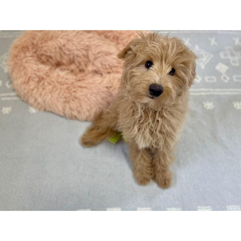 販売中の福岡県のポメプー:ポメラニアン×トイプードル-406555の9枚目