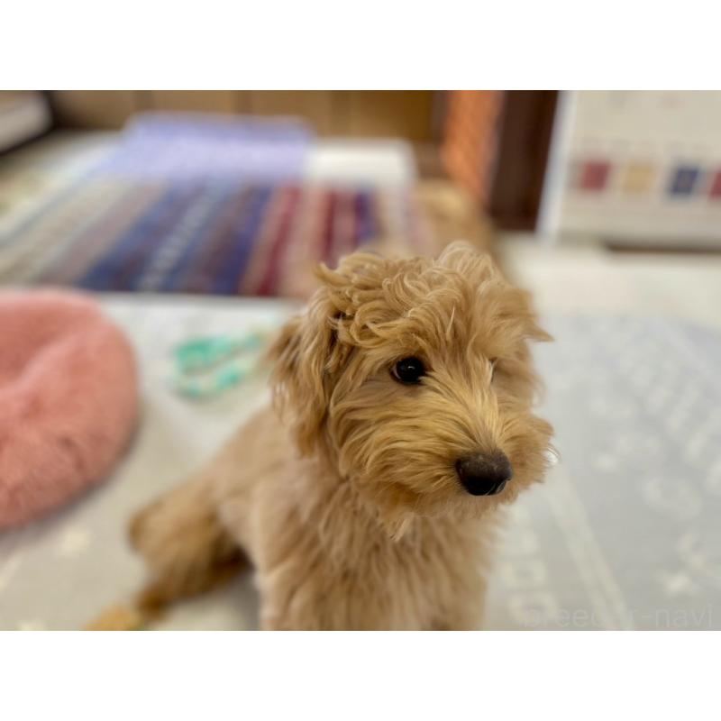 販売中の福岡県のポメプー:ポメラニアン×トイプードル-406555の8枚目