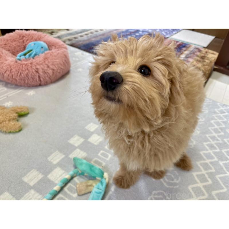 販売中の福岡県のポメプー:ポメラニアン×トイプードル-406555の6枚目