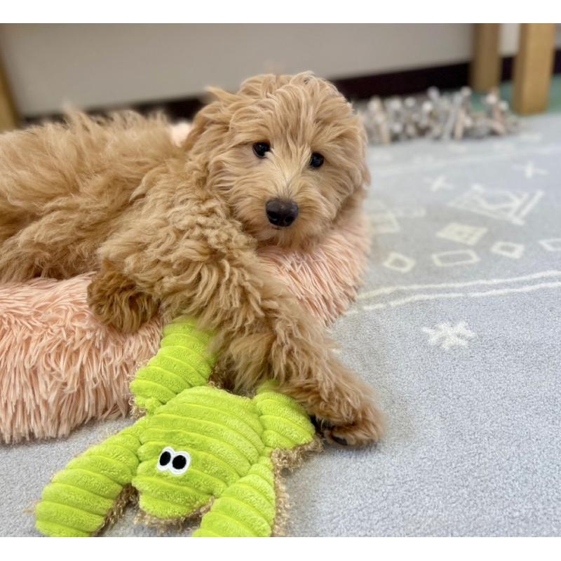 販売中の福岡県のポメプー:ポメラニアン×トイプードル-406555の5枚目