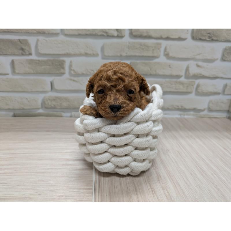 販売中の茨城県のティーカッププードル-435655の5枚目