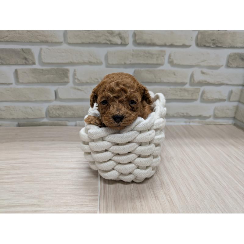 販売中の茨城県のティーカッププードル-435655の4枚目