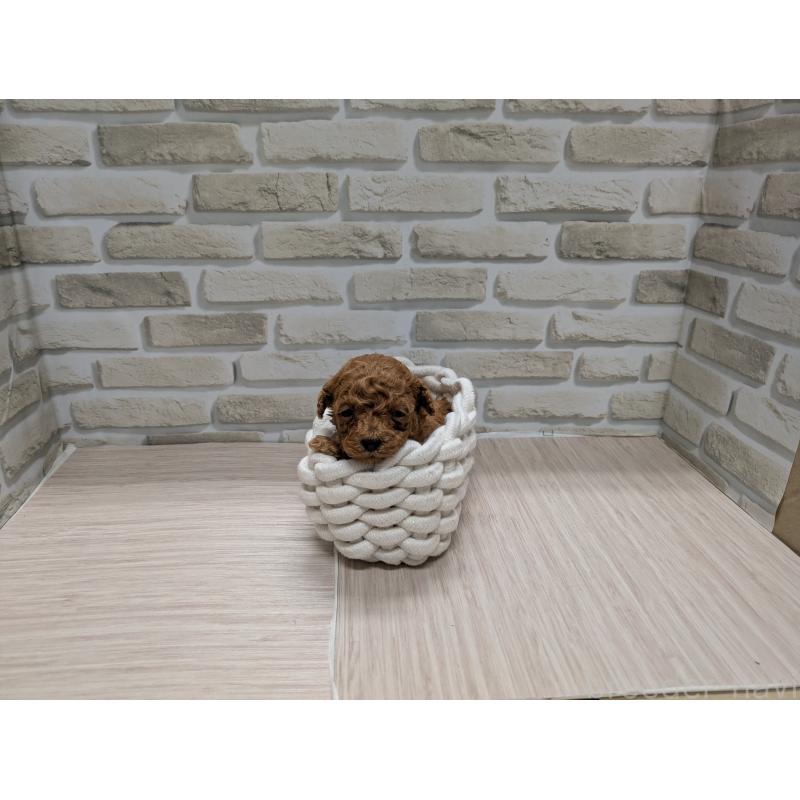 販売中の茨城県のティーカッププードル-435655の3枚目