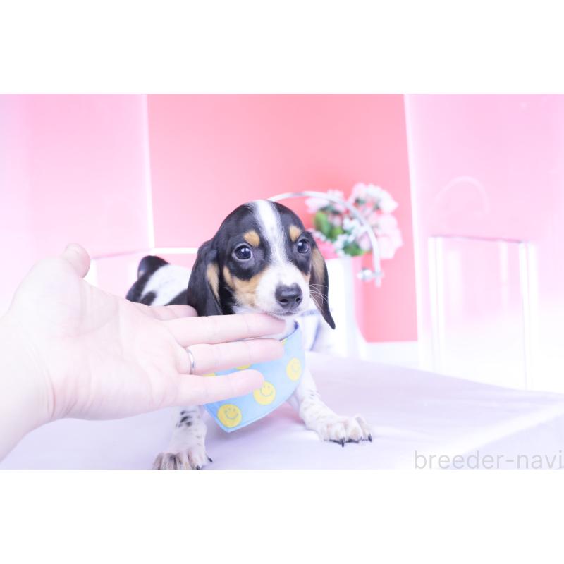 販売中の愛知県のミニチュアダックスフンド(スムースヘアード)-429082の15枚目