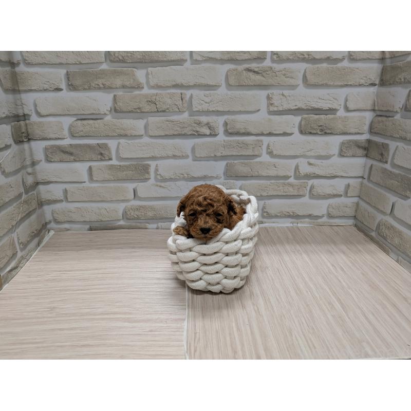 販売中の茨城県のティーカッププードル-435655の2枚目