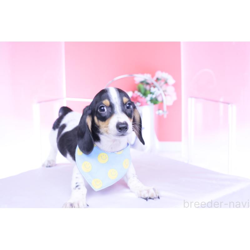 販売中の愛知県のミニチュアダックスフンド(スムースヘアード)-429082の14枚目