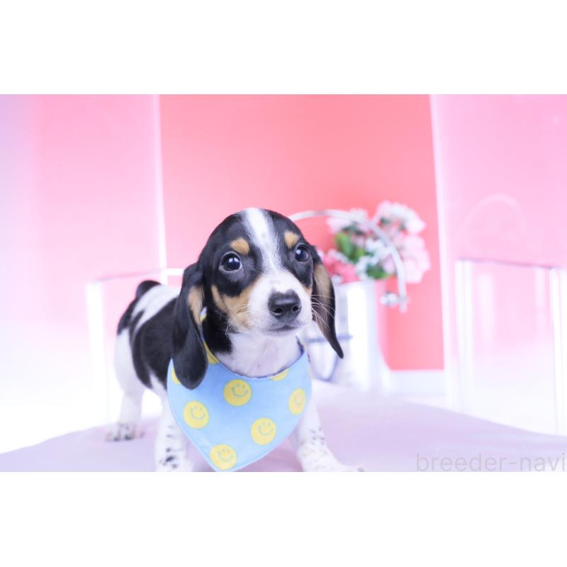 販売中の愛知県のミニチュアダックスフンド(スムースヘアード)-429082の13枚目