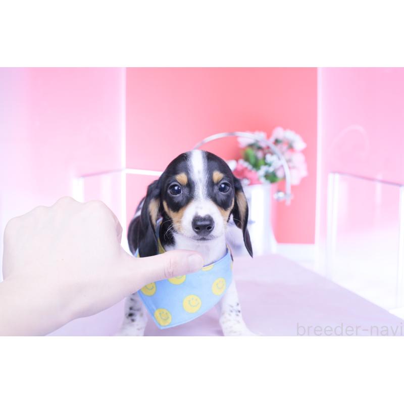 販売中の愛知県のミニチュアダックスフンド(スムースヘアード)-429082の12枚目