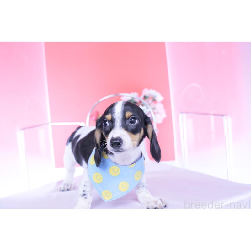 販売中の愛知県のミニチュアダックスフンド(スムースヘアード)-429082の10枚目