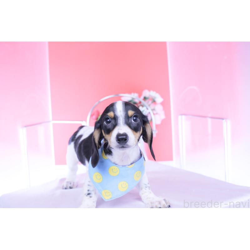 販売中の愛知県のミニチュアダックスフンド(スムースヘアード)-429082の9枚目