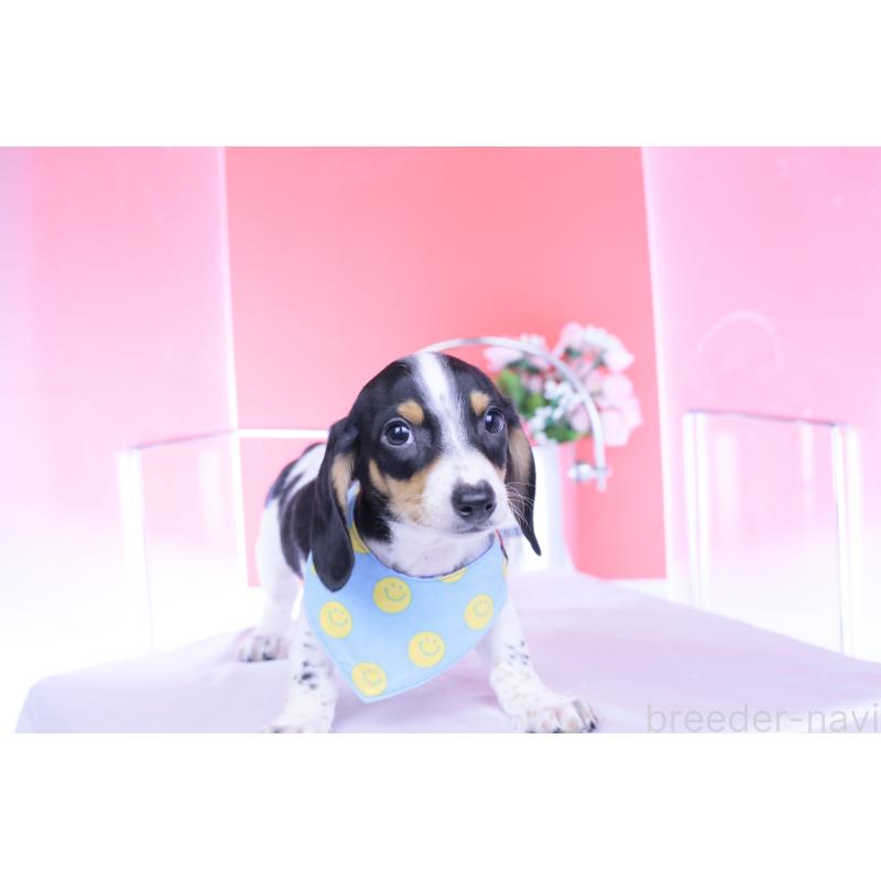 販売中の愛知県のミニチュアダックスフンド(スムースヘアード)-429082の8枚目