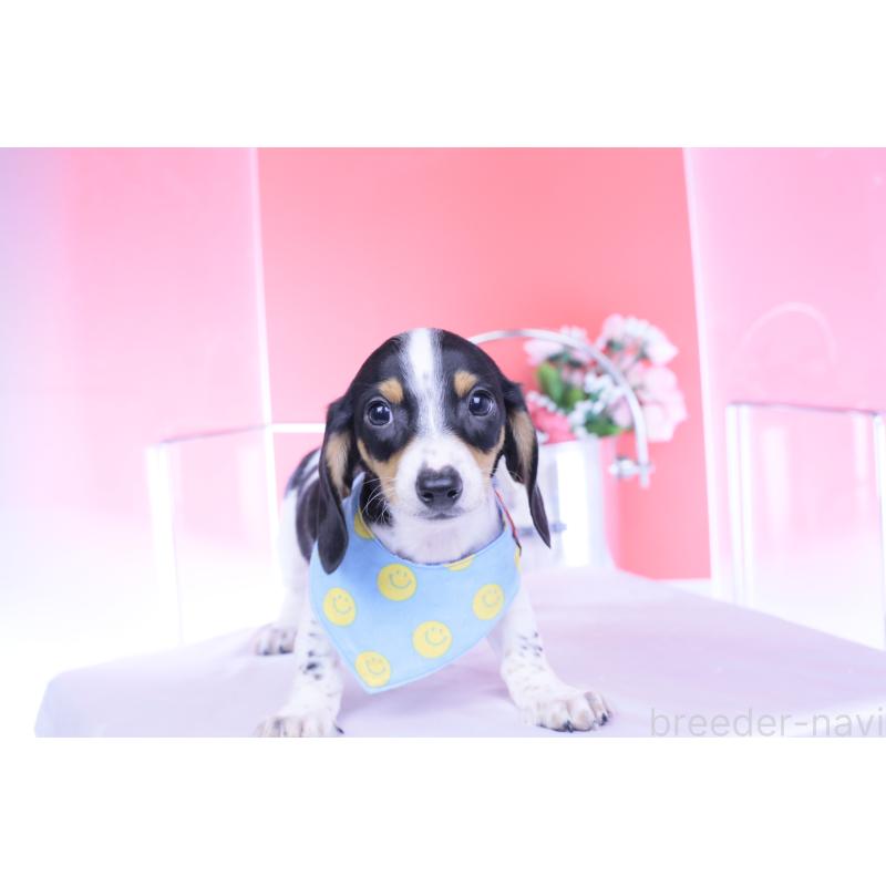 販売中の愛知県のミニチュアダックスフンド(スムースヘアード)-429082の7枚目