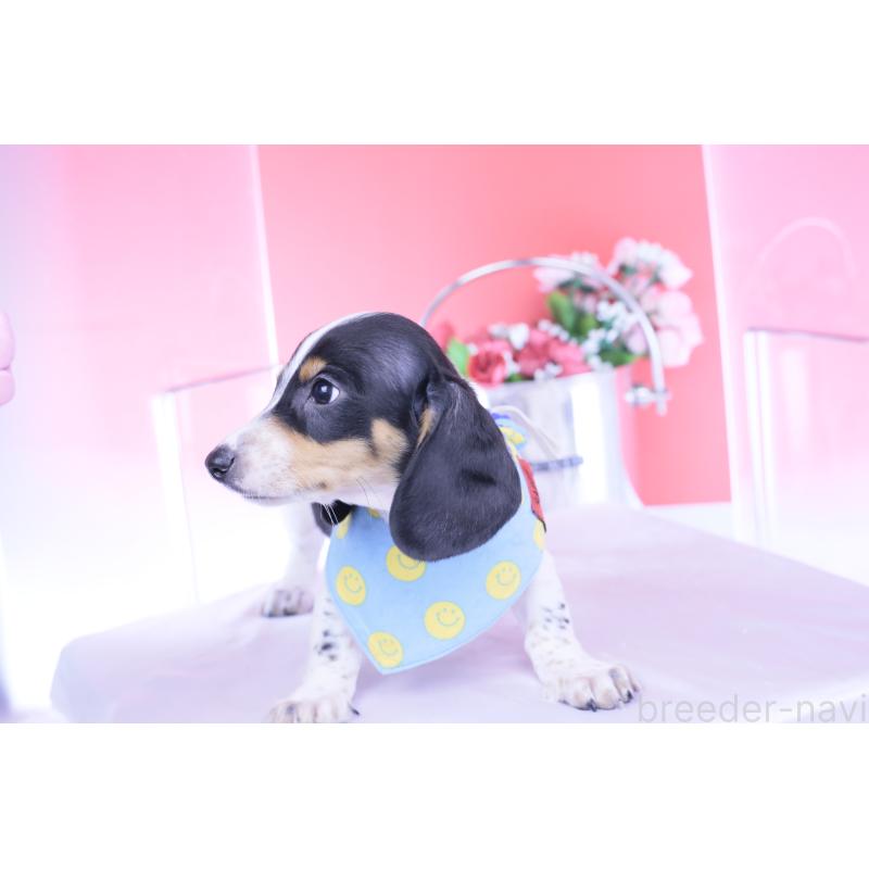 販売中の愛知県のミニチュアダックスフンド(スムースヘアード)-429082の6枚目