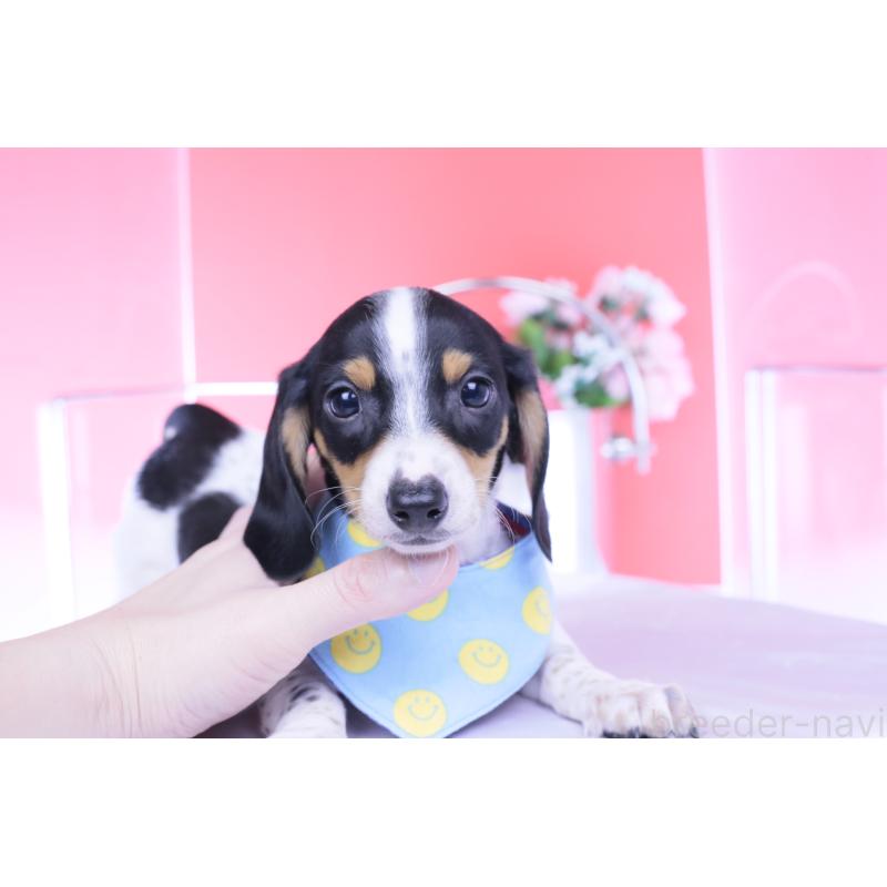 販売中の愛知県のミニチュアダックスフンド(スムースヘアード)-429082の5枚目