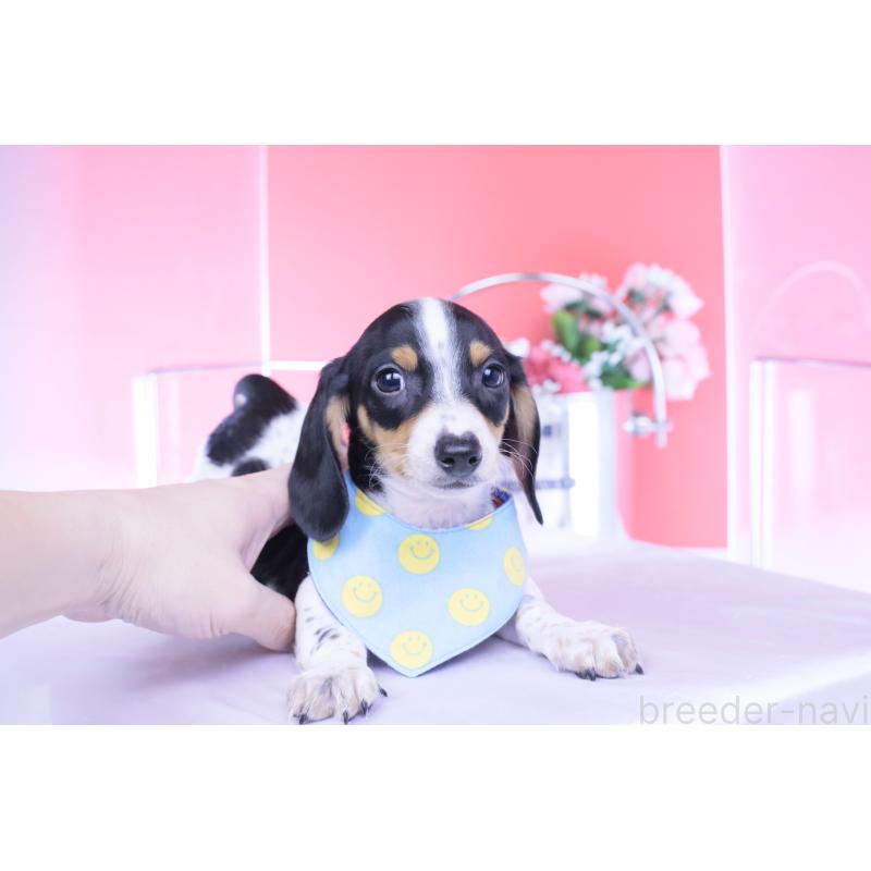 販売中の愛知県のミニチュアダックスフンド(スムースヘアード)-429082の4枚目