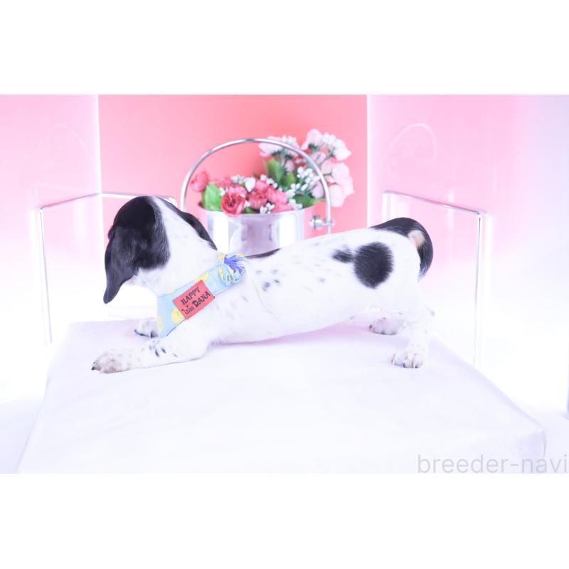 販売中の愛知県のミニチュアダックスフンド(スムースヘアード)-429082の2枚目