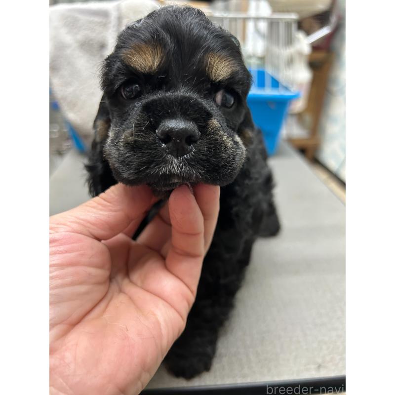 販売中の鹿児島県のアメリカンコッカースパニエル-435656の5枚目