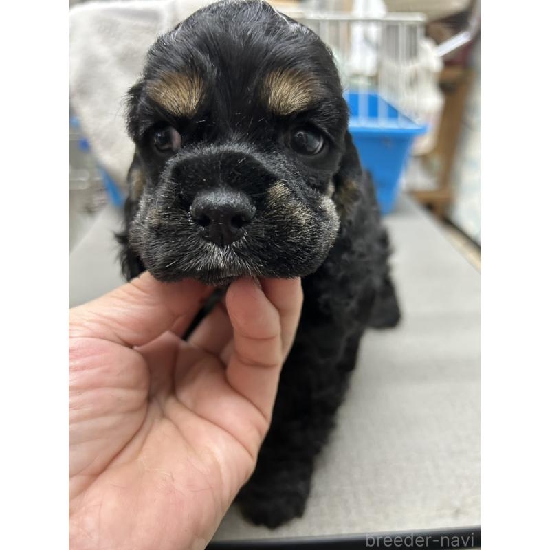 販売中の鹿児島県のアメリカンコッカースパニエル-435656