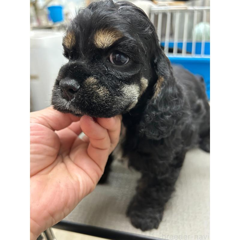 販売中の鹿児島県のアメリカンコッカースパニエル-435656の4枚目