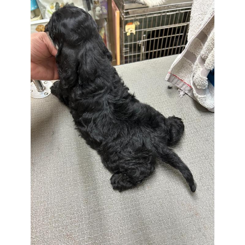 販売中の鹿児島県のアメリカンコッカースパニエル-435656の3枚目