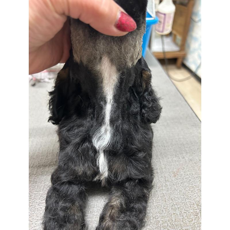 販売中の鹿児島県のアメリカンコッカースパニエル-435656の2枚目