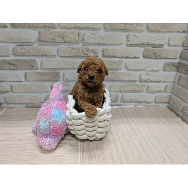 販売中の茨城県のティーカッププードル-435657の2枚目