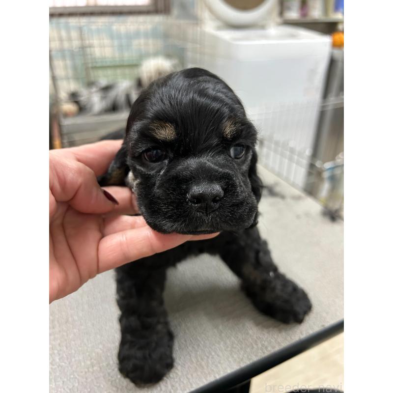 販売中の鹿児島県のアメリカンコッカースパニエル-435658