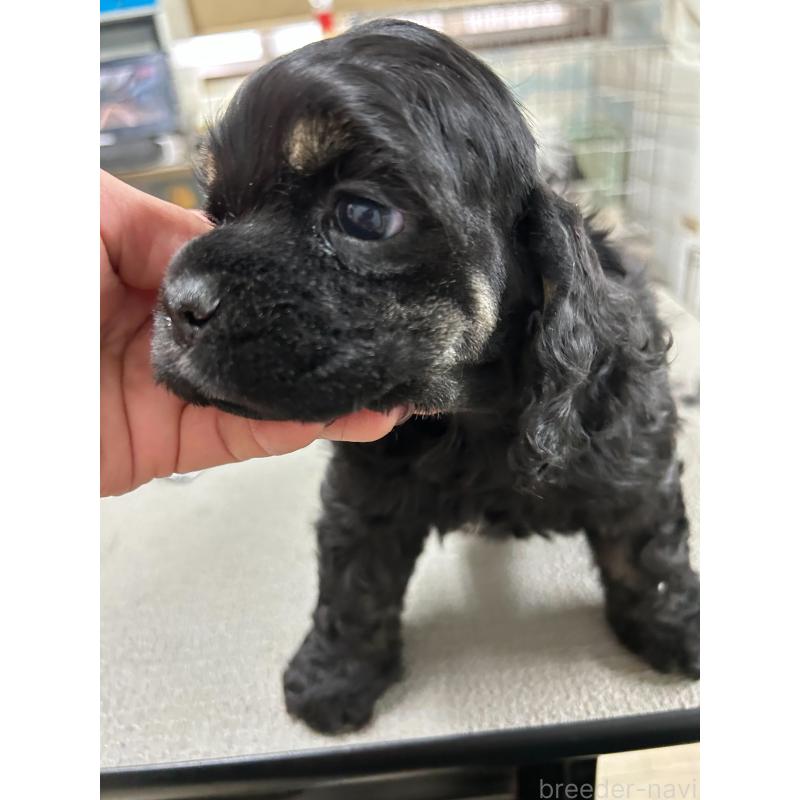 販売中の鹿児島県のアメリカンコッカースパニエル-435658の3枚目