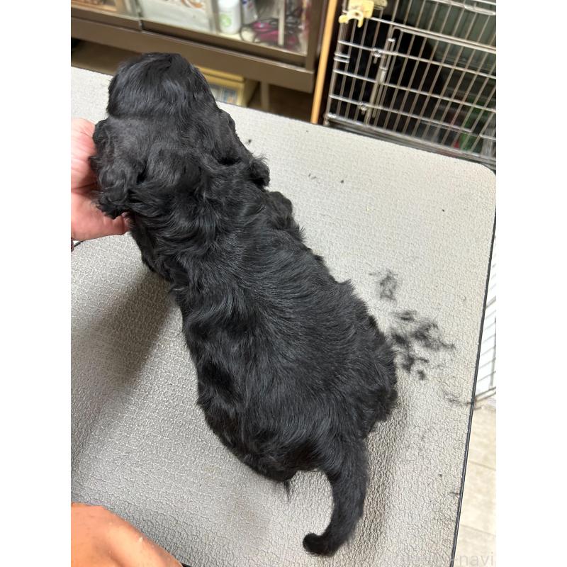 販売中の鹿児島県のアメリカンコッカースパニエル-435658の2枚目