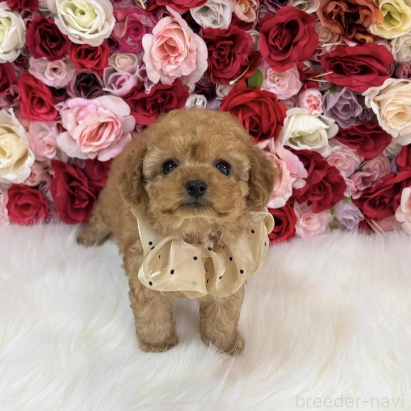 販売中の広島県のティーカッププードル-435661の4枚目