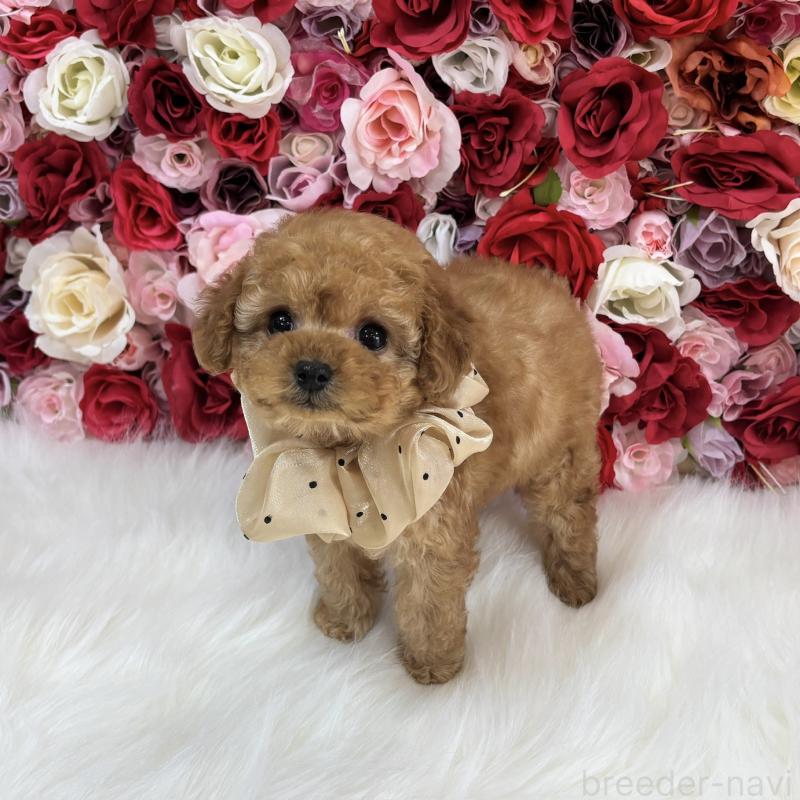 販売中の広島県のティーカッププードル-435661の2枚目