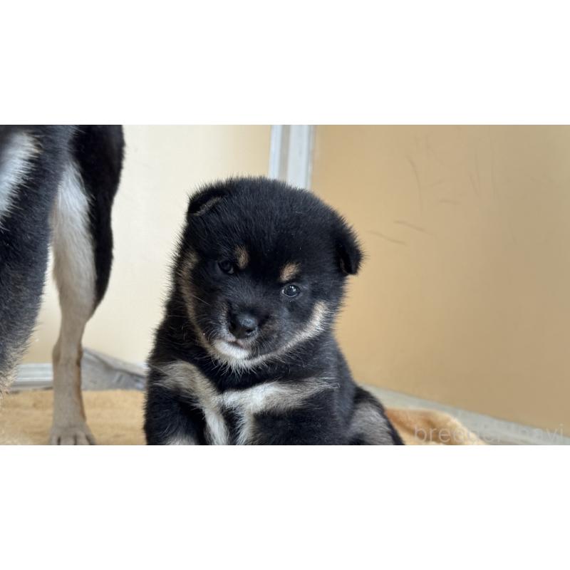 販売中の岡山県の豆柴-435662