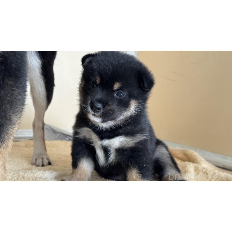 販売中の岡山県の豆柴-435662の5枚目