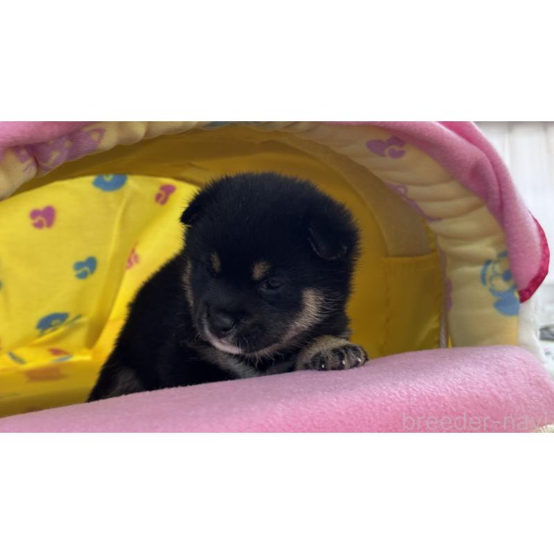 販売中の岡山県の豆柴-435662の4枚目