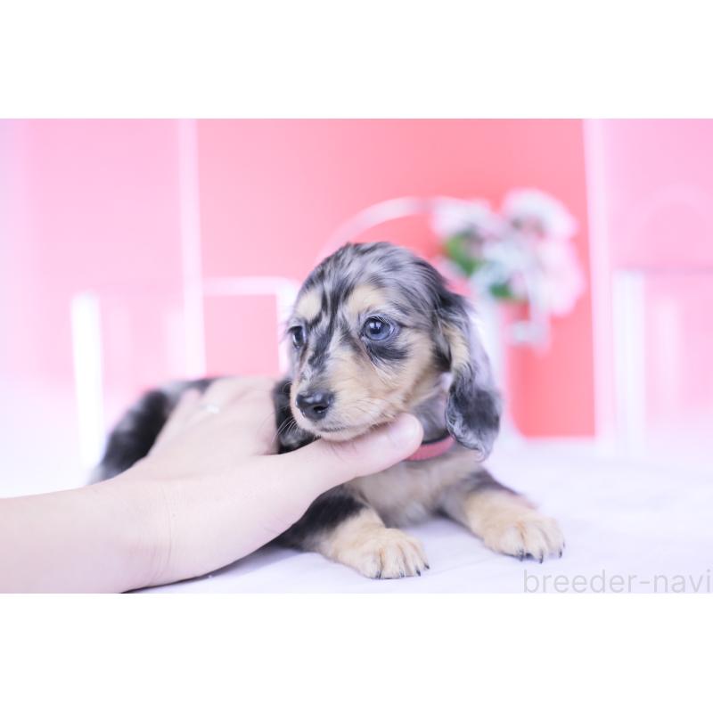 成約済の愛知県のカニンヘンダックスフンド(ロングヘアード)-430628の13枚目