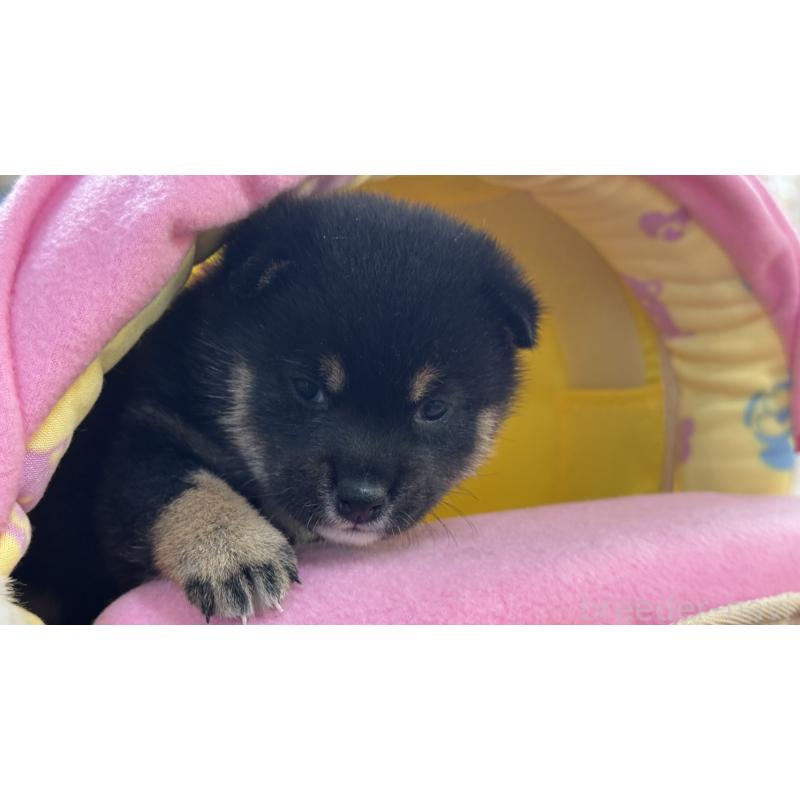 販売中の岡山県の豆柴-435662の3枚目