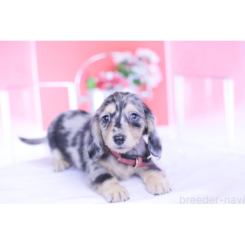 成約済の愛知県のカニンヘンダックスフンド(ロングヘアード)-430628の11枚目