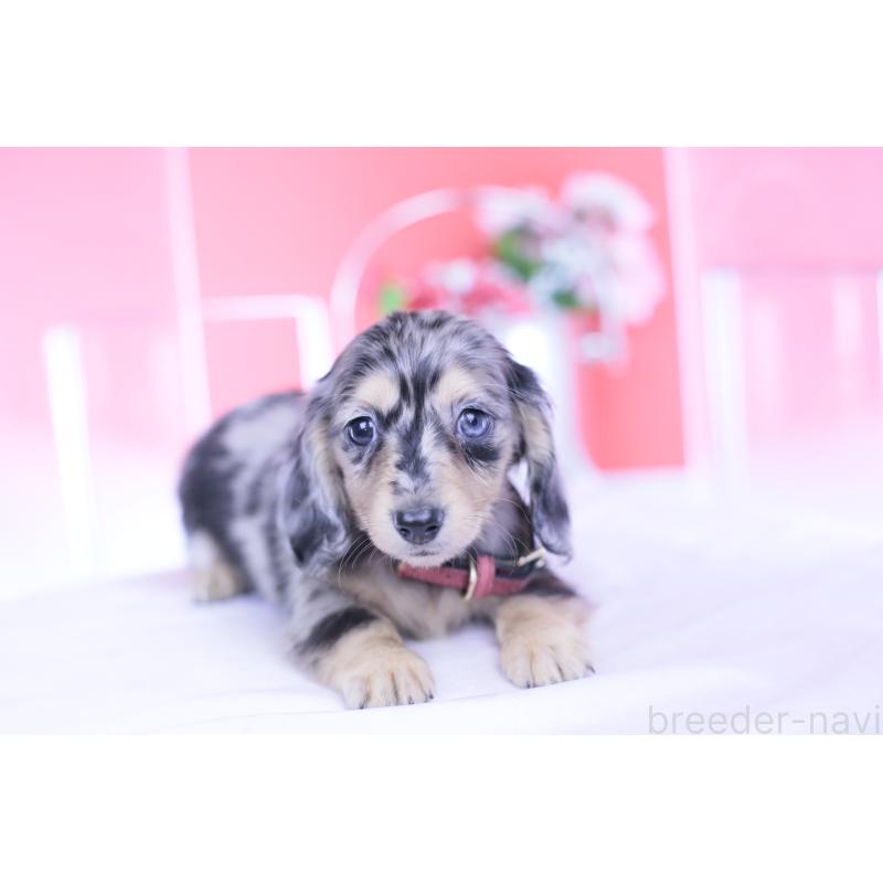 成約済の愛知県のカニンヘンダックスフンド(ロングヘアード)-430628の10枚目