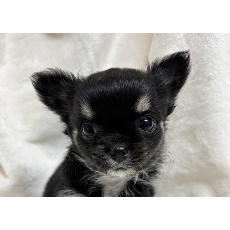 成約済の千葉県のチワワ(ロングコート)-430928の21枚目