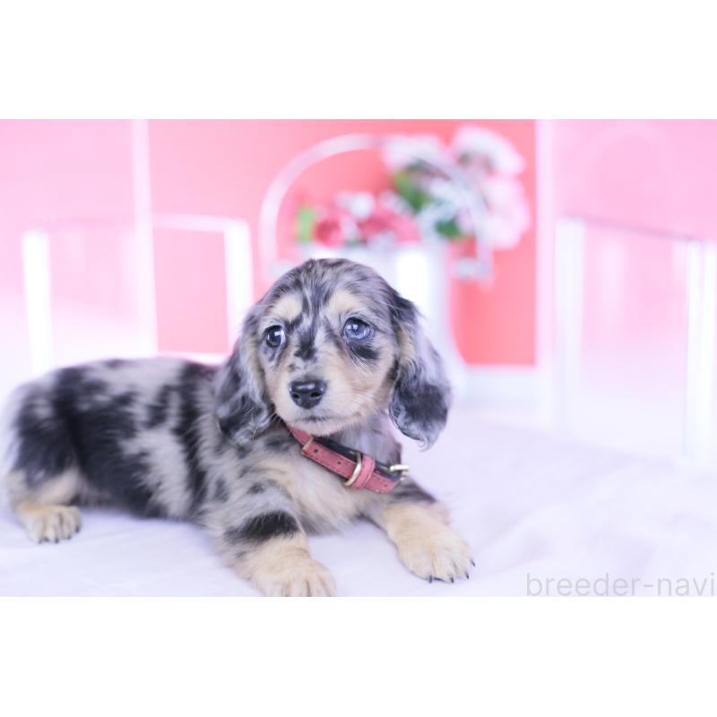 成約済の愛知県のカニンヘンダックスフンド(ロングヘアード)-430628の7枚目