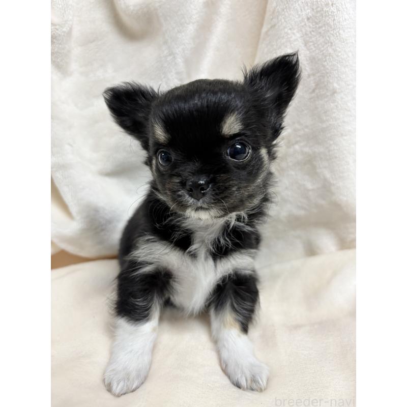 販売中の千葉県のチワワ(ロングコート)-430928