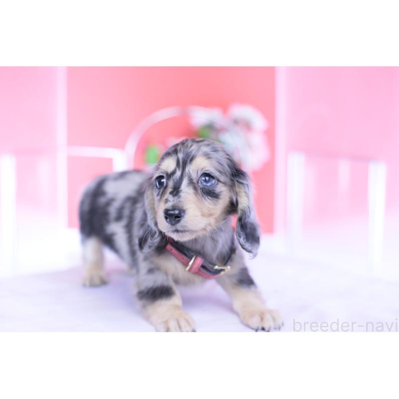 成約済の愛知県のカニンヘンダックスフンド(ロングヘアード)-430628の6枚目