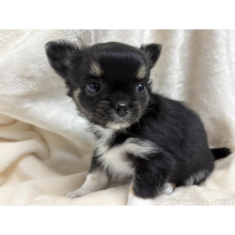 成約済の千葉県のチワワ(ロングコート)-430928の19枚目