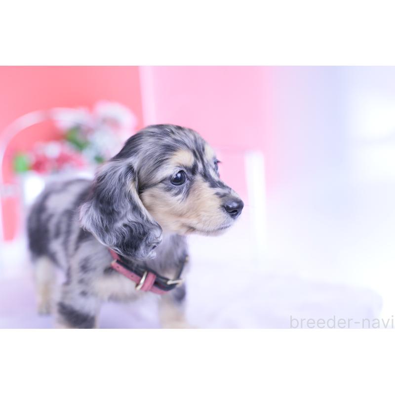 成約済の愛知県のカニンヘンダックスフンド(ロングヘアード)-430628の5枚目